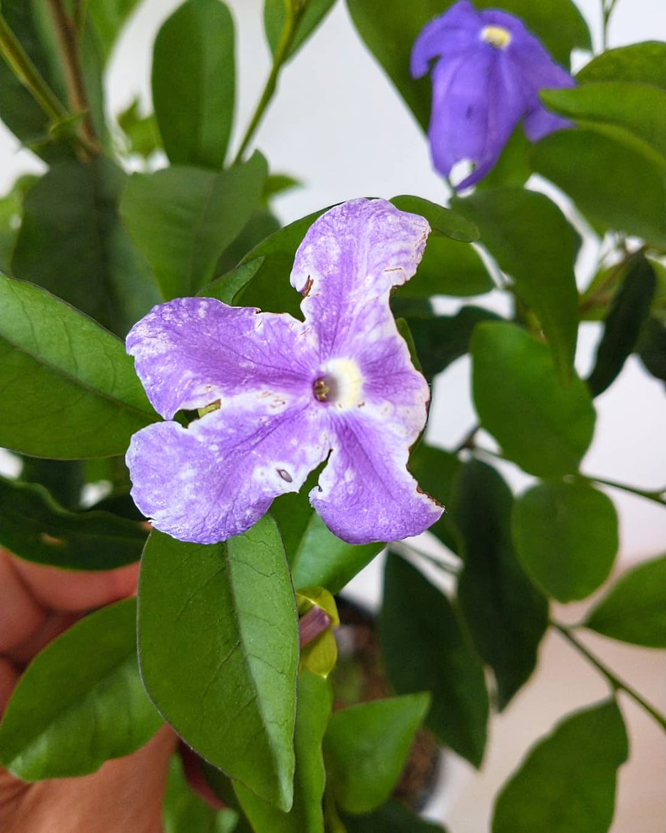 VSiempreVerde's tweet photo. EL JAZMÍN BRUNFELSIA o también conocido como Jazmín Lavanda o Jazmín Paraguayo es una hermosa planta de tipo arbustivo ideal para ambientes de exterior. Conoce más en: #consultordigitaljardineria #jardineriayplantas #jardineria

https://t.co/tUm22mGavc

https://t.co/yYlPA8yUDN https://t.co/840Ag1QjJI