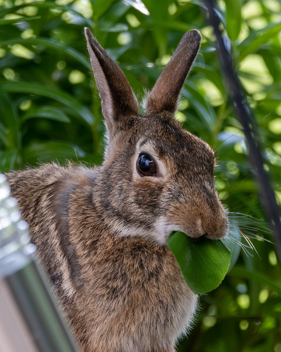 I guess I know who has been eating the plants. #rascallyrabbit #bunny #varmint #rabbit