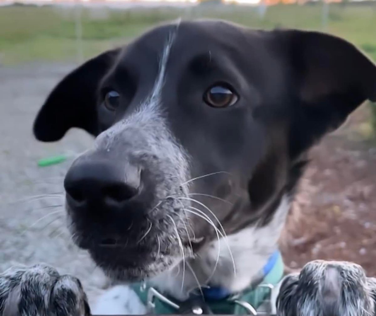 Freddy❤️🐾 ADOPTED but want to help others!🥰
If you are interested in opening your doors, please email us at 
➡️KSARadopt@gmail.com 
and let us know!
📢Charlotte is heading back to Kabul on Tuesday!  Let's do some #KSARtweetThunder magic‼️🥰
 
➡️gofund.me/39c8d6dc

#KSAR