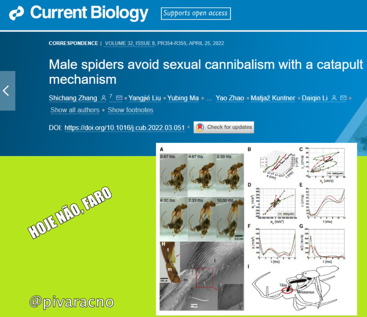pivaracno's tweet photo. PREPARAR, APONTAR, FOGE!
Chegar vivo no dia dos namorados pra algumas espécies é um desafio. Entre as aranhas, existe canibalismo sexual em vários grupos. E os machos têm que se virar pra desenvolver mecanismos de defesa e não virar o jantar romântico! Vem de #AracnoThread bb 👇 https://t.co/IwdpqbCiDl