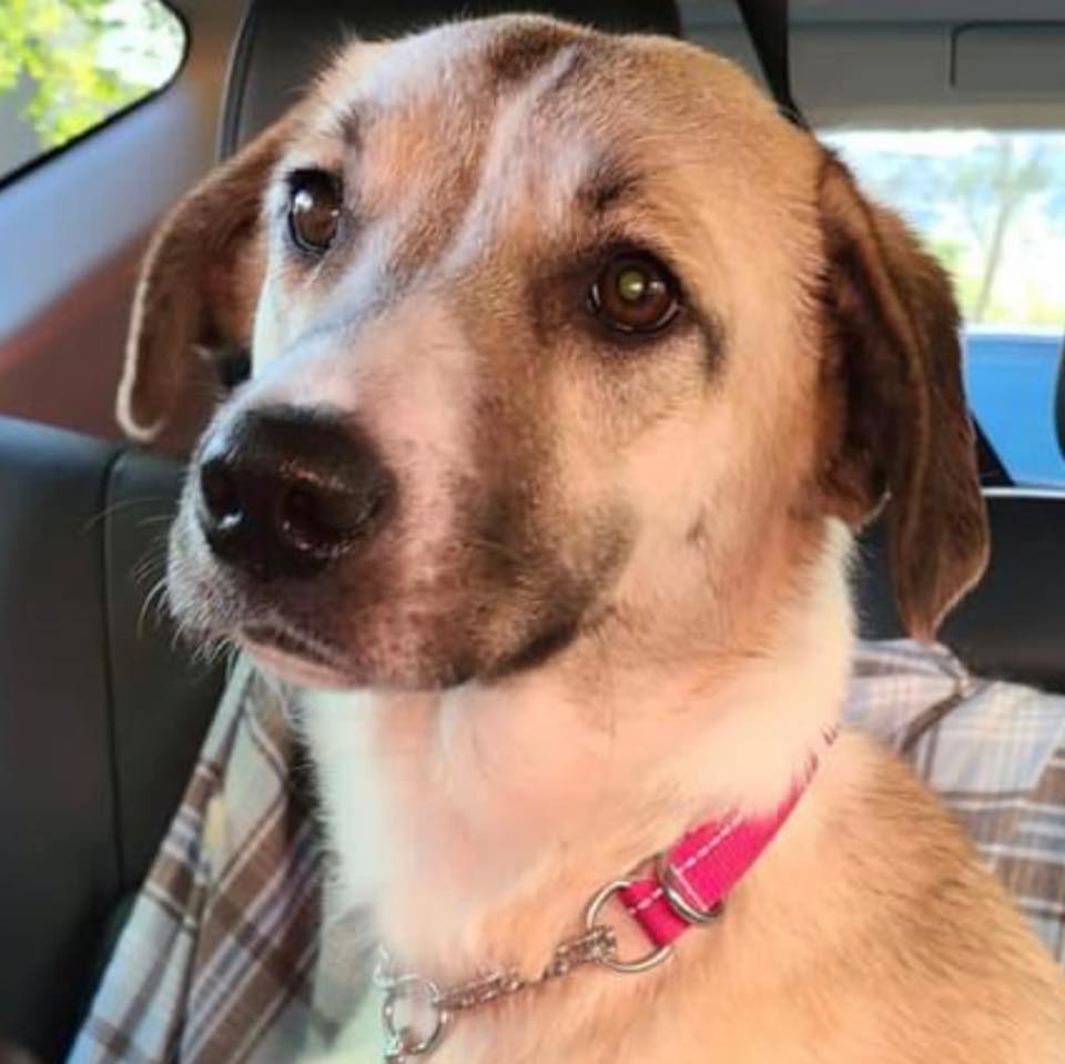 Ambassador BEA😍for #KSAR and her friends!💗

If you are interested in opening your doors, please email us at 

➡️KSARadopt@gmail.com 

and let us know!

📢Charlotte is heading back to Kabul on Tuesday!  Let's do some #KSARtweetThunder magic‼️🥰
 
➡️gofund.me/39c8d6dc