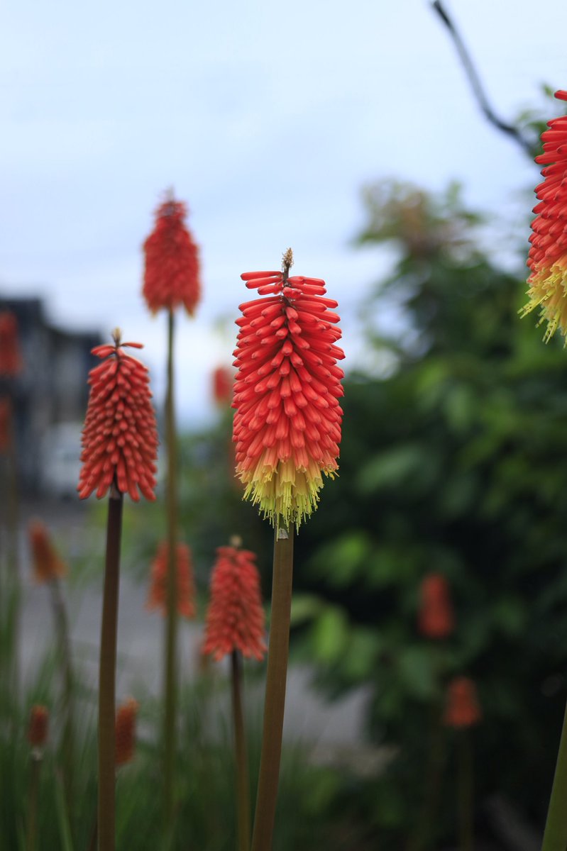 マザーシップ 新潟web制作事務所 なるゆう イマソラ イマハナ 新潟市 江南区は曇り 月曜日 気合い入れてがんばっていきましょう 今日の予定 Ssl化作業 ワイヤーフレーム続き T Co Rg40fqfdco Twitter