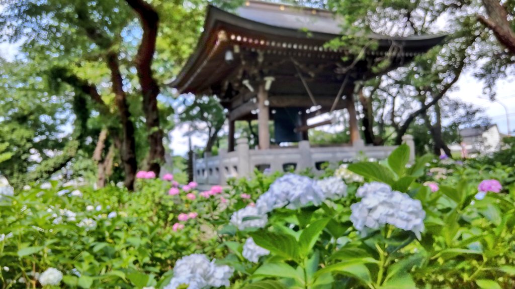 ArbrePrintemps's tweet photo. 川崎市多摩区 長尾山妙楽寺
週末にはあじさいまつりが、ちょうど見頃です。駐車場はほぼないので、久地駅または登戸駅からのコミュニティバス、あじさい号が便利です。
 #あじさい寺 #長尾山妙楽寺 #花手水 https://t.co/2dJTwGbAsI