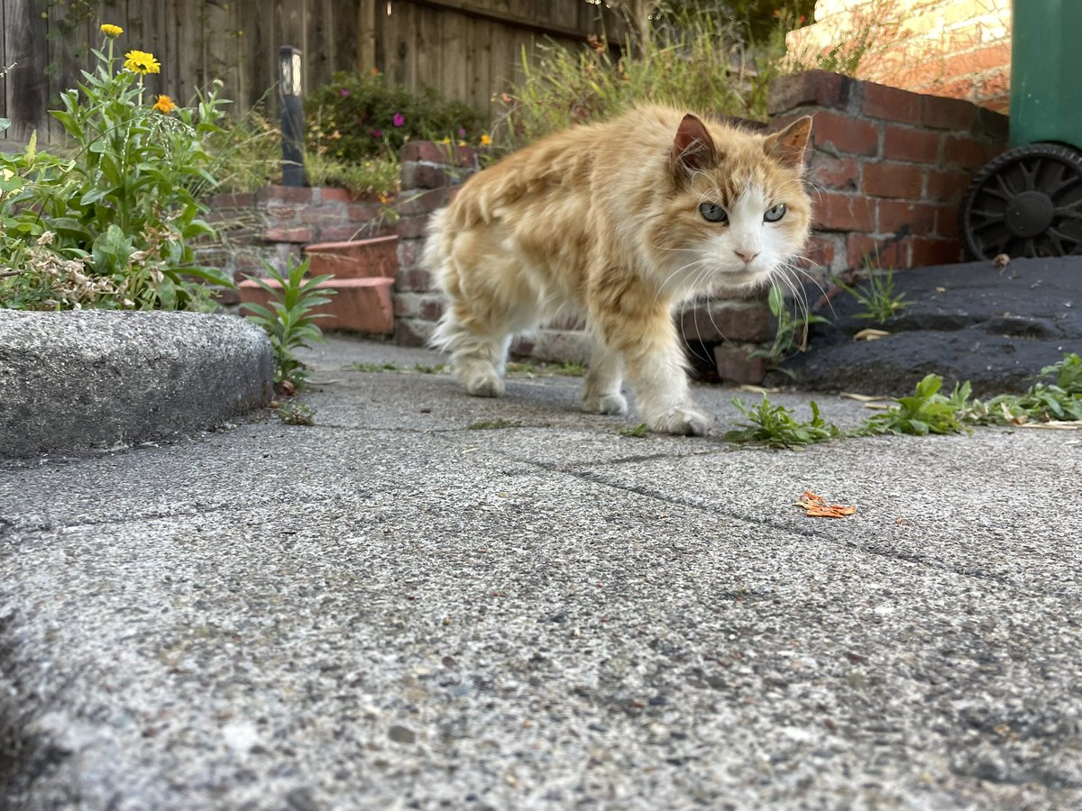 After a week of feeding our 18-year-old neighborhood stray, Thomas, we found out that he in fact has a house and a family that gives him fancy old cat food and expensive medicine, and that he’s been scamming free meals out of like four other people with his scraggly looks. King.