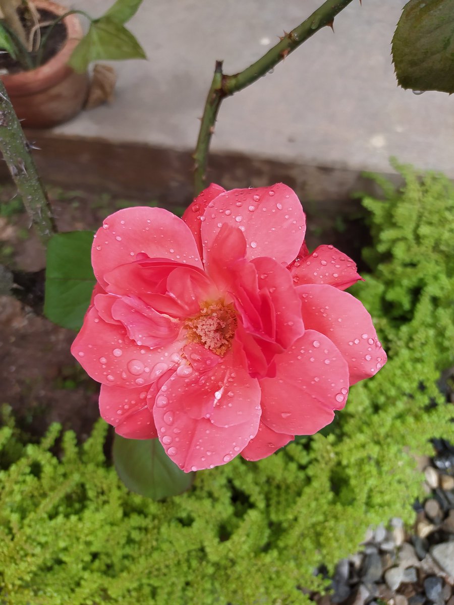 Con sus sus pétalos y sus espinas. Así, te quiero!!!!