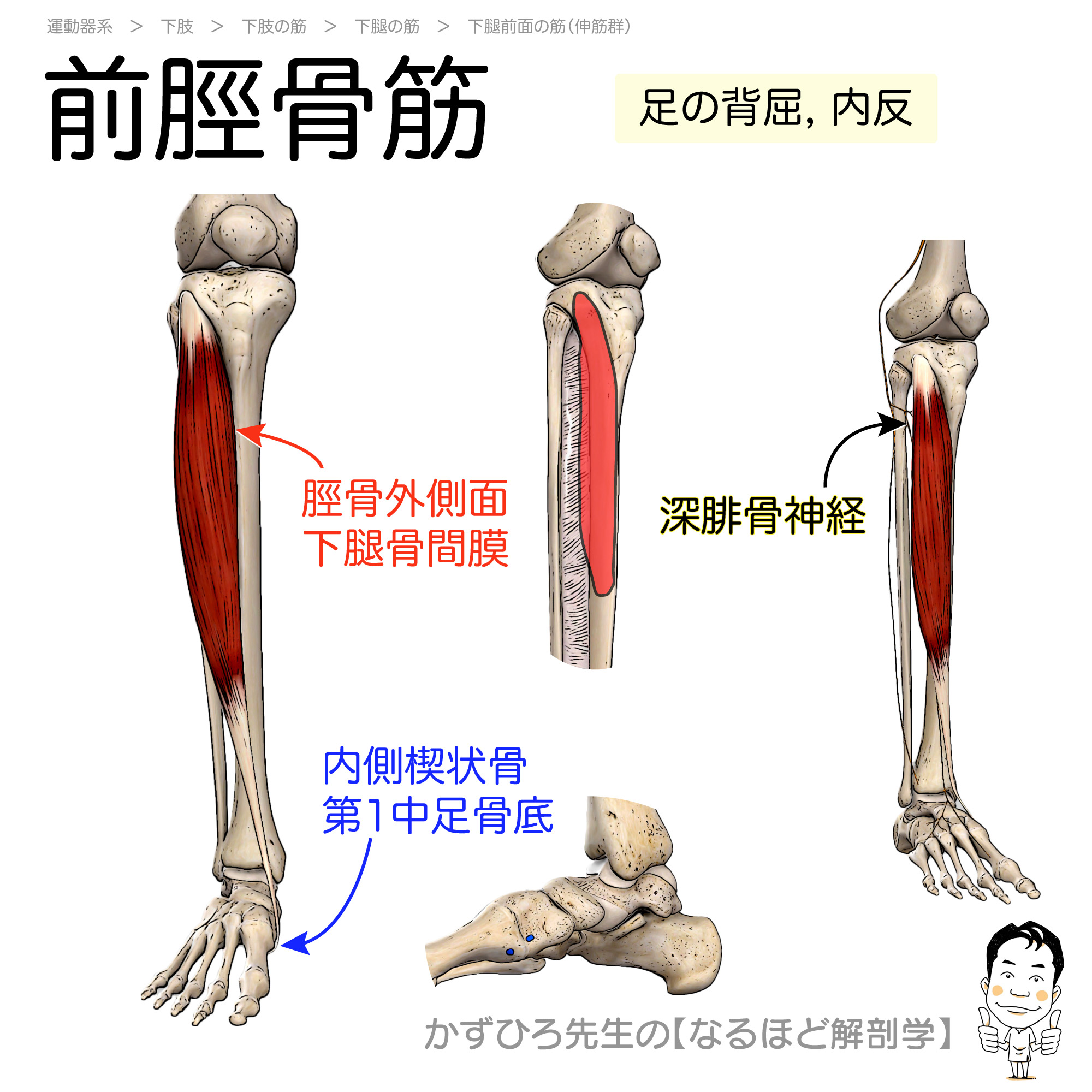新版 岡嶋解剖学 岡嶋解剖学 / 岡嶋敬治/三井但夫 - 紀伊國屋書店ウェブストア
