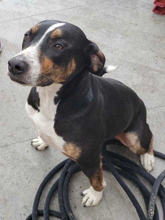 PetRecoveryYYC's tweet photo. FOUND black/brown/white dog in #altadore. Msg. Diane if you know family. Pls rt &amp; share to find family! MUST provide photo id &amp; proof of ownership to claim! https://t.co/mX6oNwFna8 https://t.co/fQBuYvwuwv