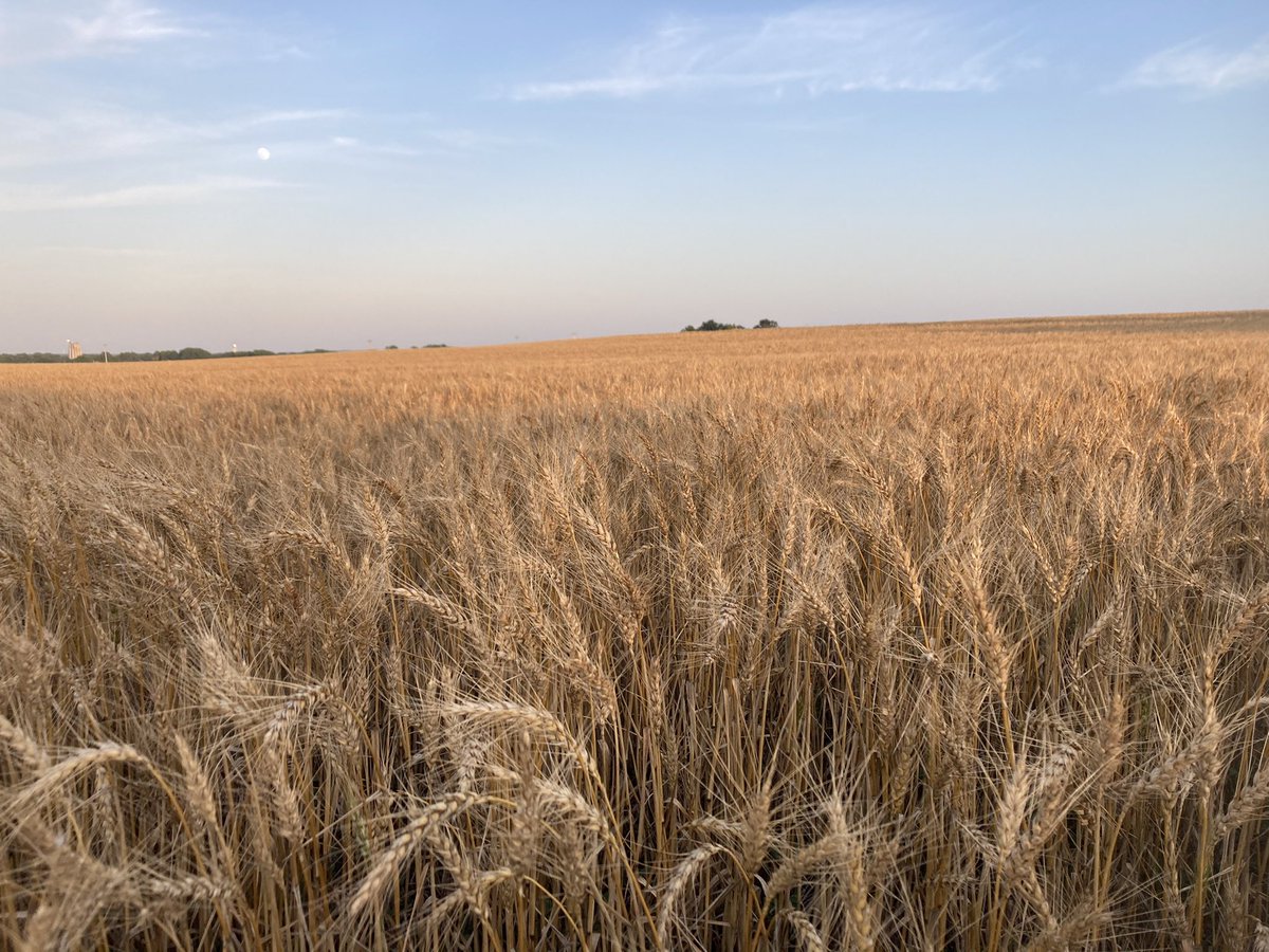 Almost time. #Kansas #wheat