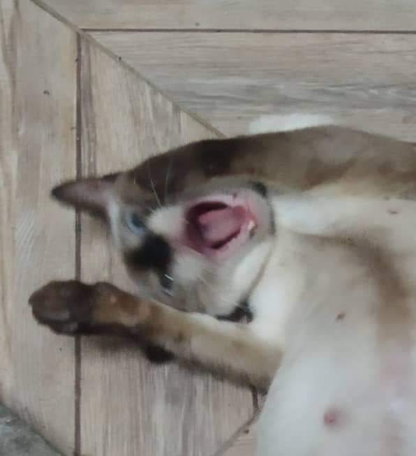 GM $NEAR 🙀

-Kopi the Cat