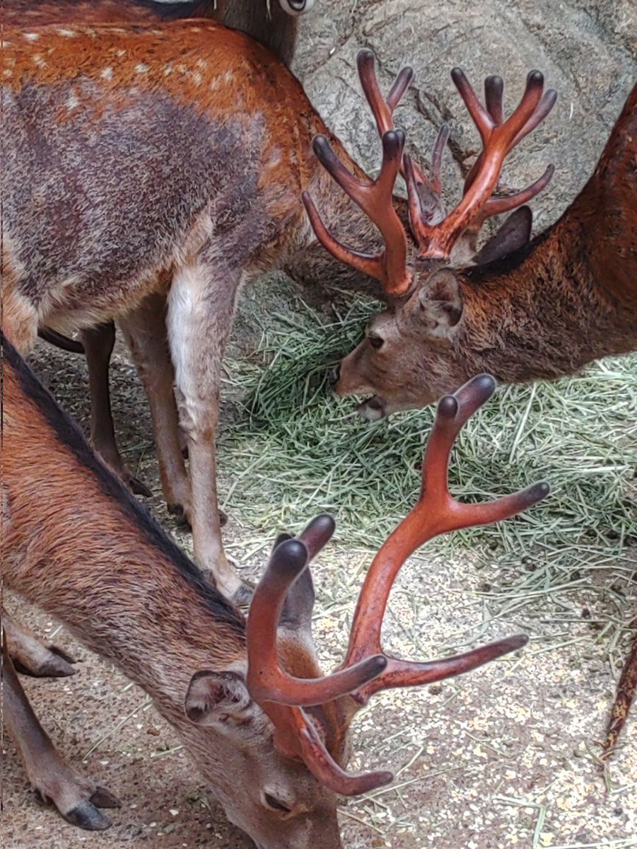 鹿の角、成長中🦌 今の袋角の表面は細かい毛が生え、しっとりしていて