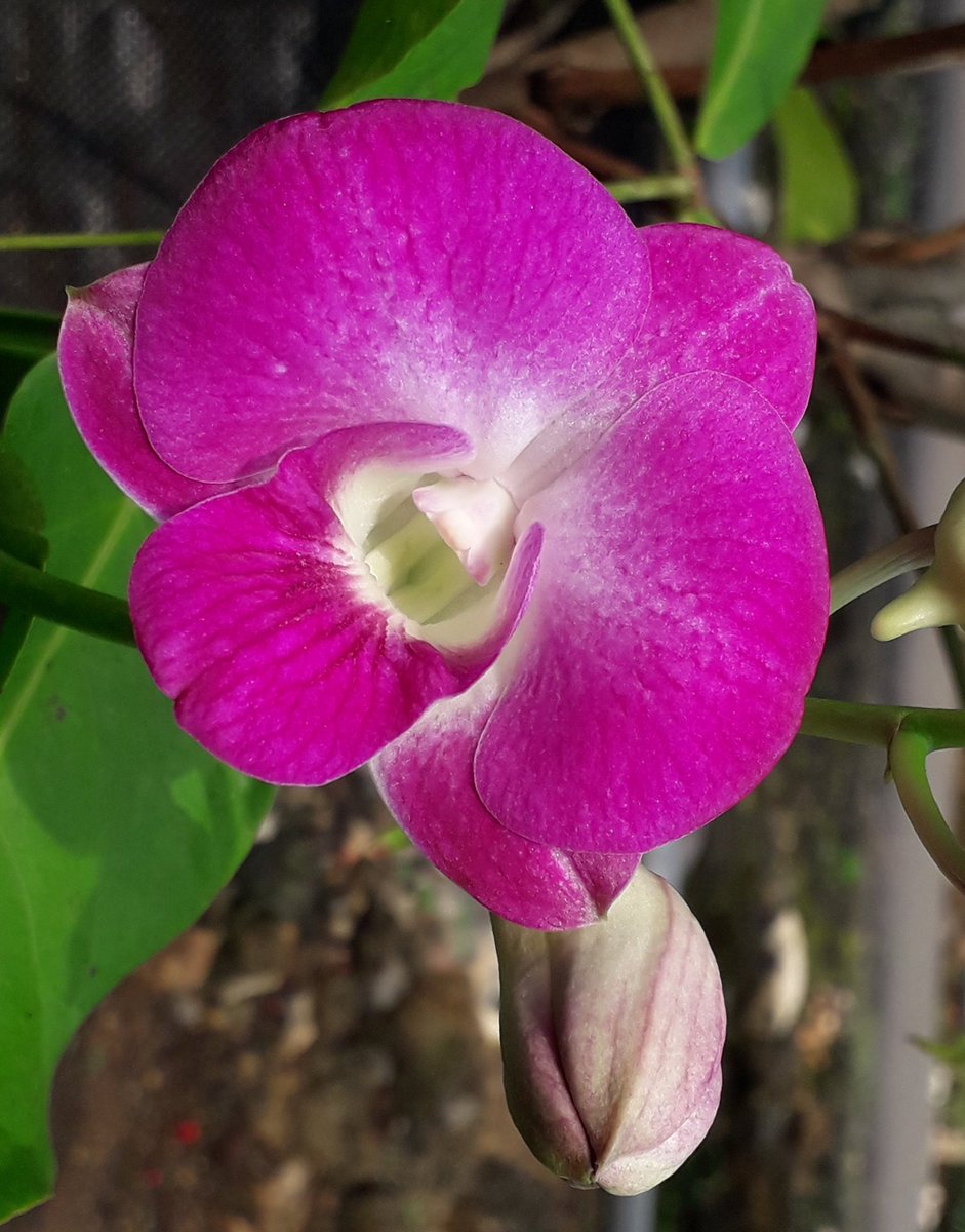 Waone Orchid (@orchidwaone) on Twitter photo Dendrobium " SALAYA FAT PINK " mulai mekar pagi ini
<a href="/JogjaPict/">Jogja Picture</a> <a href="/JogjaUpdate/">jogjaupdate.com</a> @Orchidslover3 Dendrobium " SALAYA FAT PINK " mulai mekar pagi ini
<a href="/JogjaPict/">Jogja Picture</a> <a href="/JogjaUpdate/">jogjaupdate.com</a> @Orchidslover3