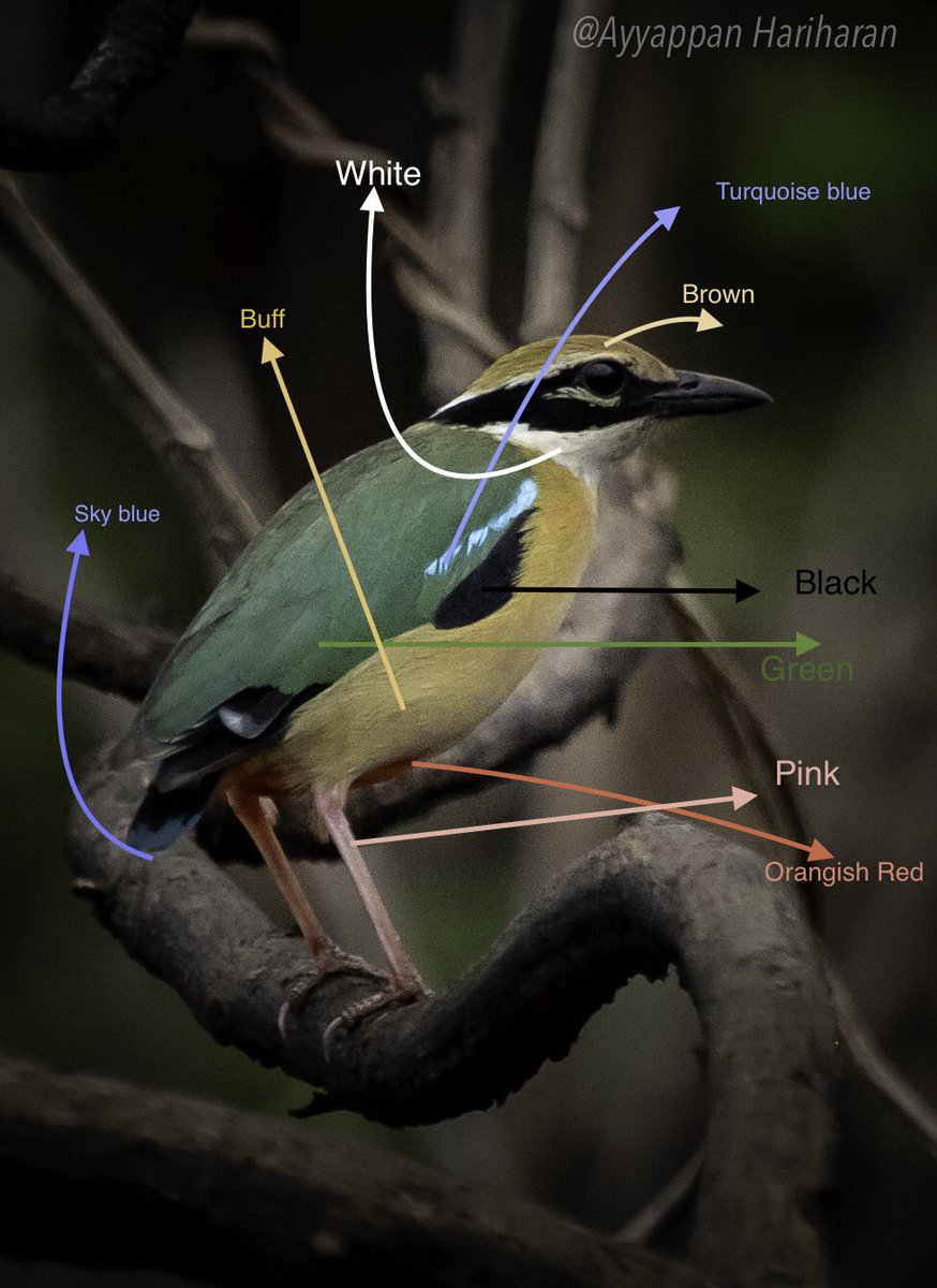 ayyappan hariharan🐦‍⬛ tweet media