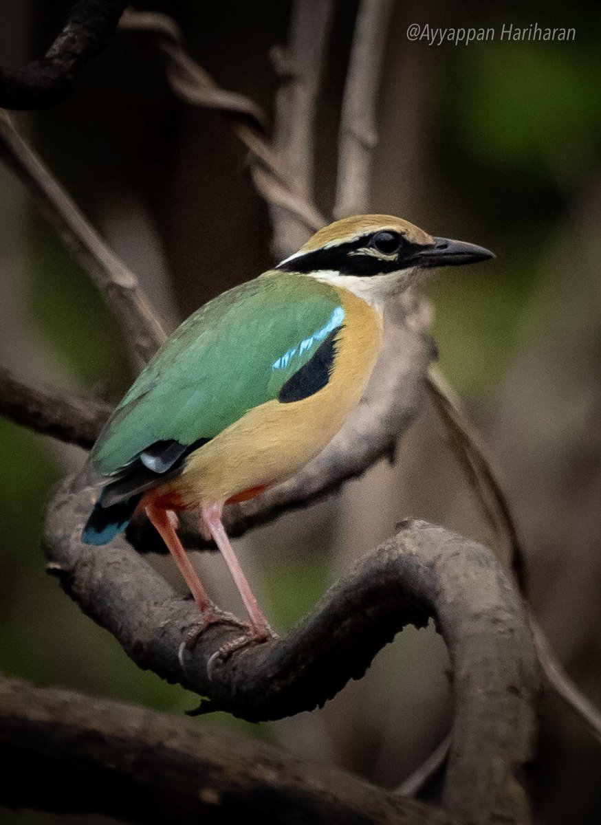 The 9 shades of Indian Pitta. Even rainbow has only 7. Have a lovely week ahead.
#IndiAves #BBCWildlifePOTD #ThePhotoHour #SonyAlpha