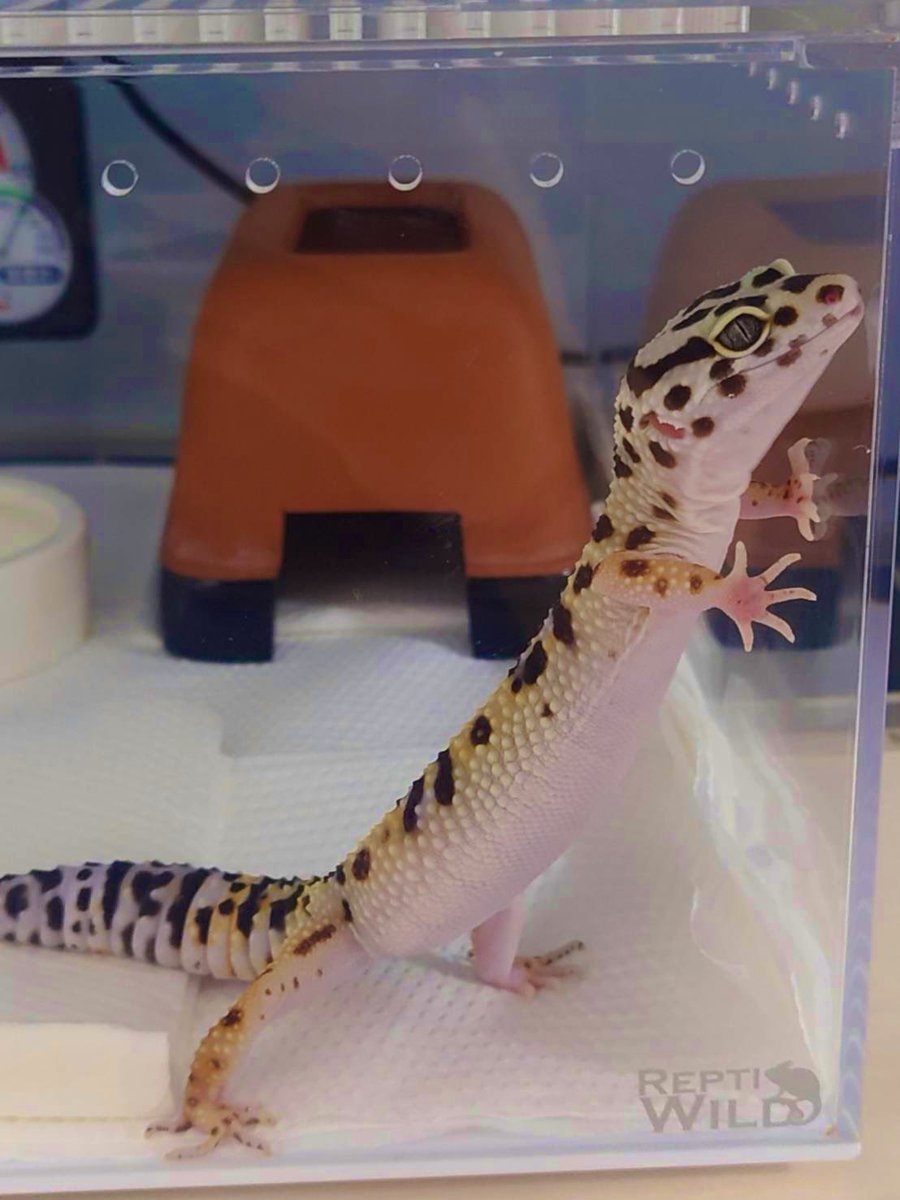 gurreon_r's tweet photo. グリ:    バンディット♀
レオン:ハイイエローhet
            トレンパhetエクリプス♀
スイ:    スーパーマックスノー

#飼い主と愉快な仲間たち
#ヒョウモントカゲモドキ https://t.co/zcC5jVqdy4