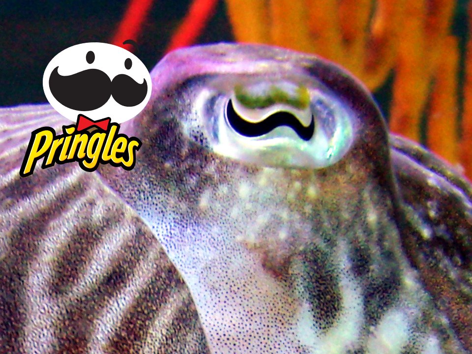 I just noticed something about cuttlefish eyes...