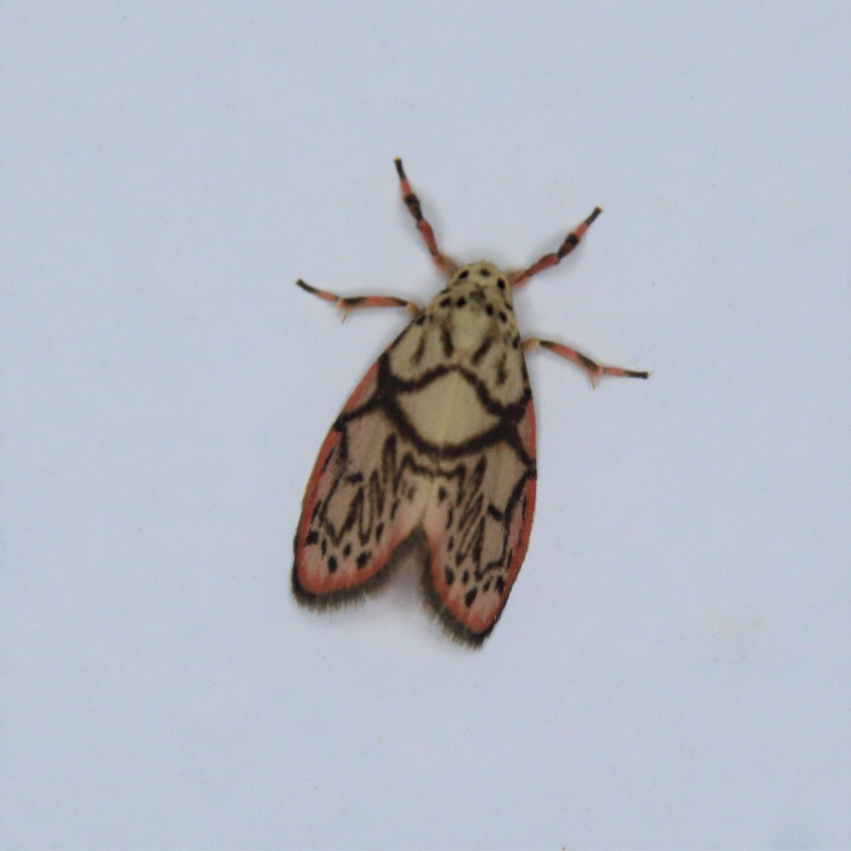 MondayMoth's tweet photo. Lichen Moth - Miltochrista irregularis https://t.co/CVDRvA38ZU