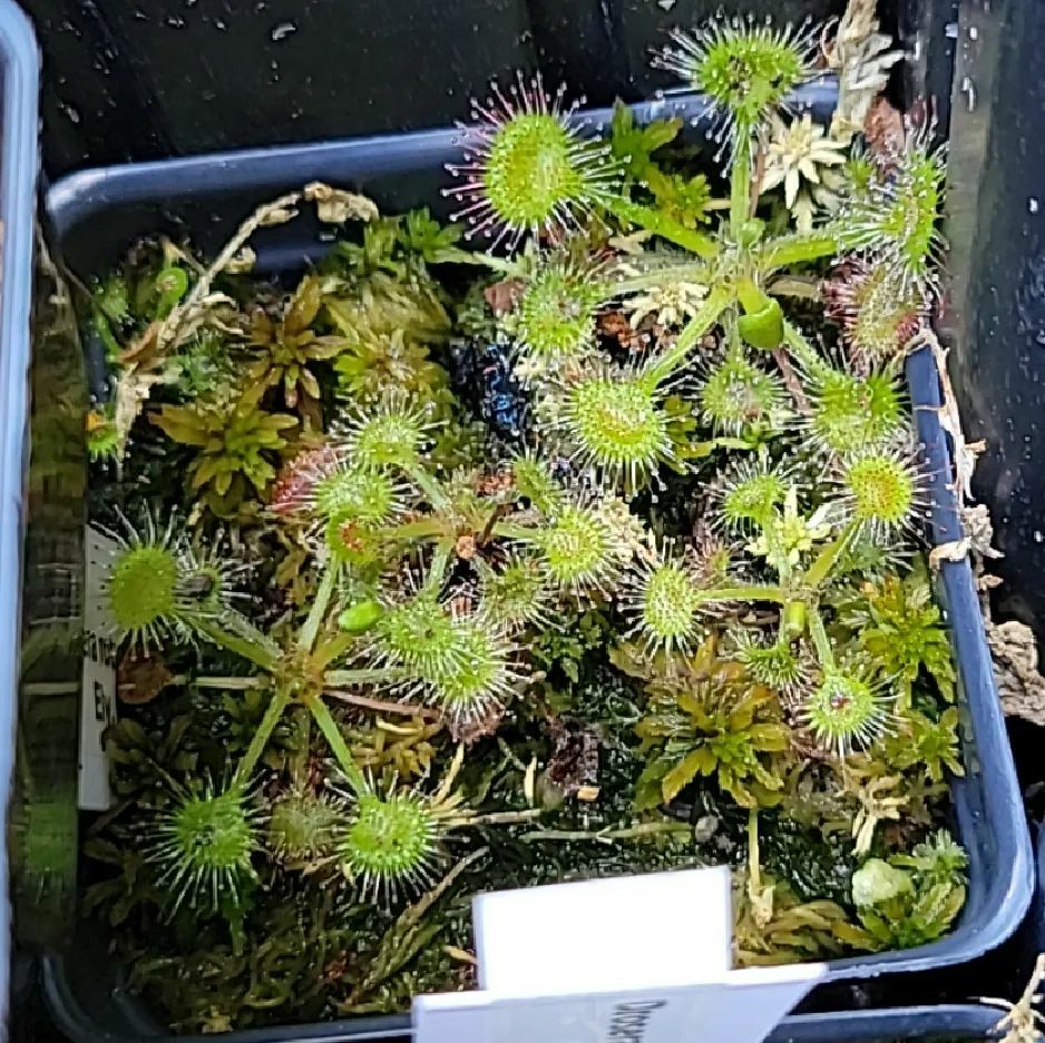 Panman200's tweet photo. My round leaf sundew is looking great, despite the Georgian heat. It's living in the shade of the tall pitchers and I'm hoping that will keep it happy. We shall see.
.
.
#carnivorousplants #carnivorousplantsofinstagram #drosera #sundews #sundewsofinstagram #droseraofinstagr… https://t.co/rYi4xDoJAF