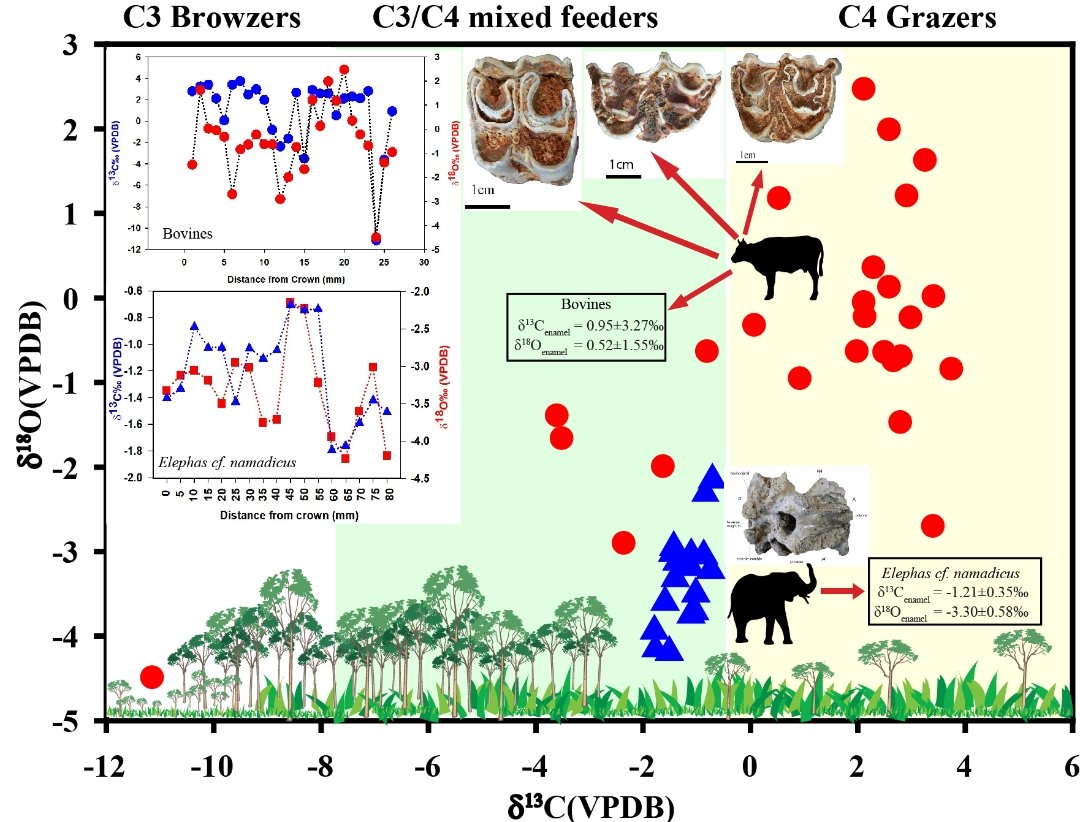 Our new research article has been published in the Geological Journal 2022.
Stable Isotopic studies of the herbivorous mammals from the Marginal Ganga Plain, India: implication for the palaeo-environmental reconstruction
onlinelibrary.wiley.com/doi/full/10.10…