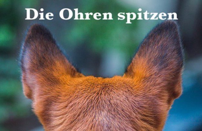 1PortionDeutsch's tweet photo. #Wortschatz #Deutschlernen #LearnGerman
Die Ohren spitzen
- prick (up) one's ears, listen carefully
➤ aufmerksam zuhören
„Wenn die Dozentin erklärt, wie die Prüfung abläuft, sollten alle die Ohren spitzen." https://t.co/YSuoVaKspY