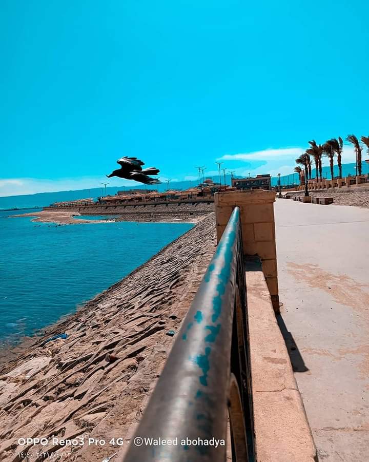 suez_egypt2023's tweet image. صباح الخير ❤️