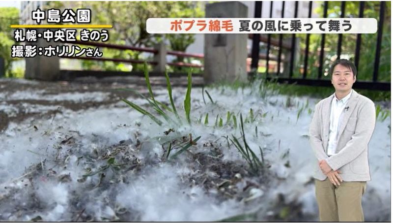 Uhbお天気チーム 札幌 では ポプラ の綿毛が舞っていて 夏 に降る 雪 と例えられることもあります 今週は 大きく季節が動き 週末は 気温が2６ まで上がり 夏日 です かなり蒸し暑くなりそう 札幌まつり も行われますが みこし渡御 は雨の