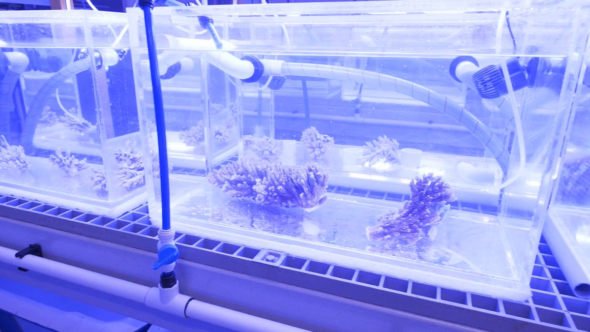 PermaStruct's tweet image. The Minderoo Research Lab in Exmouth installed our PermaStruct® Standard FRP Grating in Grey as a table to hold their aquarium tanks. Our FRP Grating is non-conductive, high in strength, non-slip and corrosion resistant, making it perfect for the marine and construction industry!