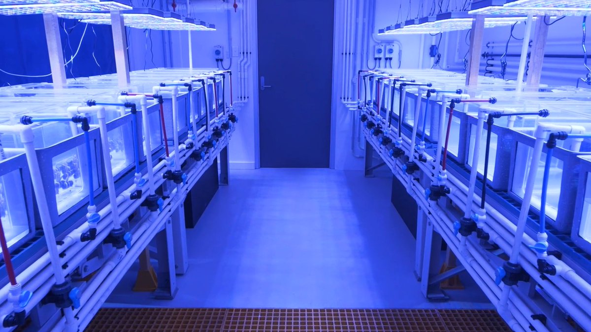 PermaStruct's tweet image. The Minderoo Research Lab in Exmouth installed our PermaStruct® Standard FRP Grating in Grey as a table to hold their aquarium tanks. Our FRP Grating is non-conductive, high in strength, non-slip and corrosion resistant, making it perfect for the marine and construction industry!