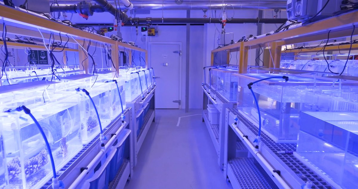 PermaStruct's tweet image. The Minderoo Research Lab in Exmouth installed our PermaStruct® Standard FRP Grating in Grey as a table to hold their aquarium tanks. Our FRP Grating is non-conductive, high in strength, non-slip and corrosion resistant, making it perfect for the marine and construction industry!