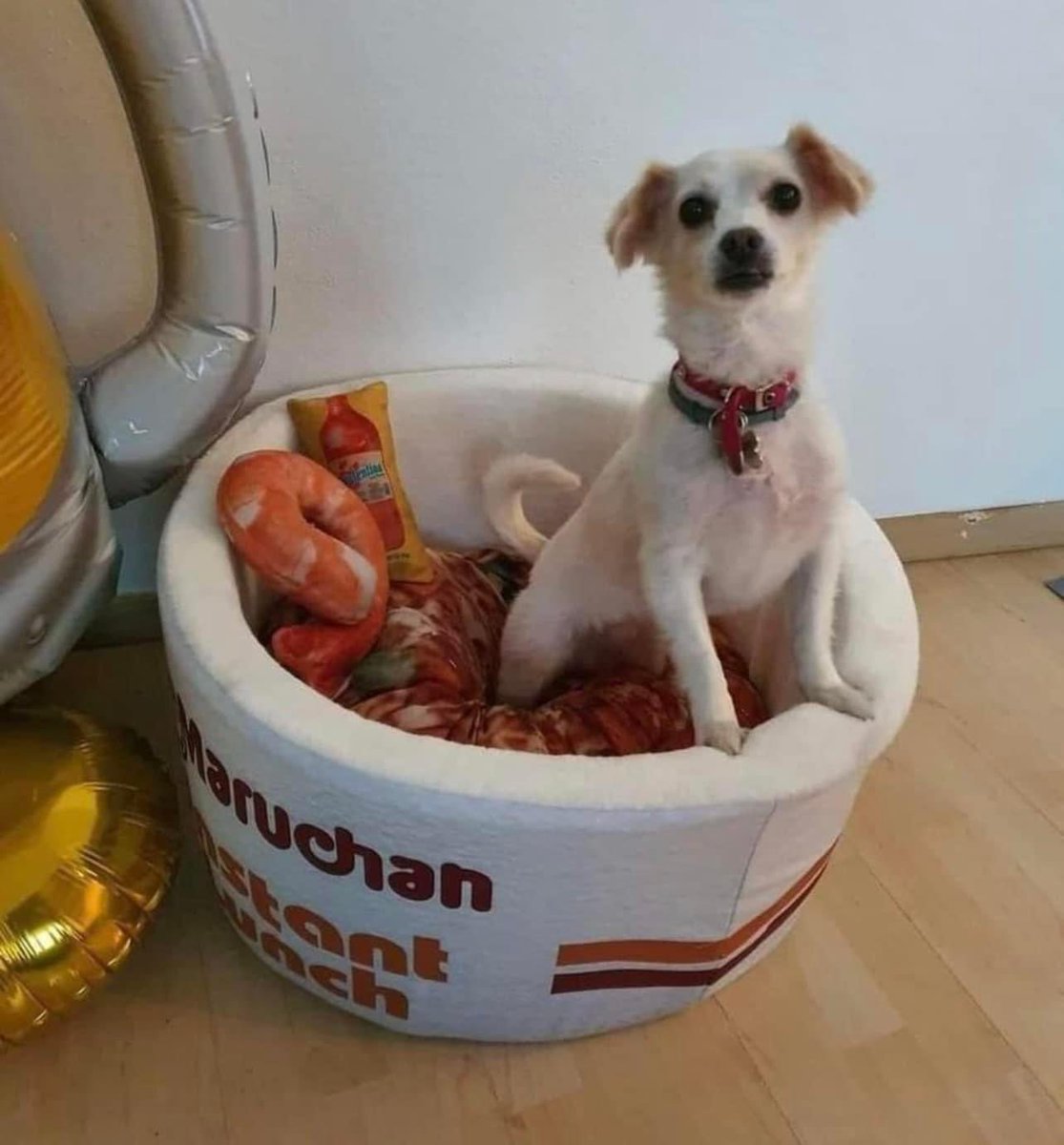 FRYDApuebla's tweet photo. El perrito con camita de sopita instantánea les desea bonita noche y una linda semana 😍😍! 💛💜💛💜
#FRYDA
#AdoptaNoCompres
#SeAmable
#BuenaSemana
(Imagen de @DiloConPerritos ) https://t.co/t4RrpTYM8M