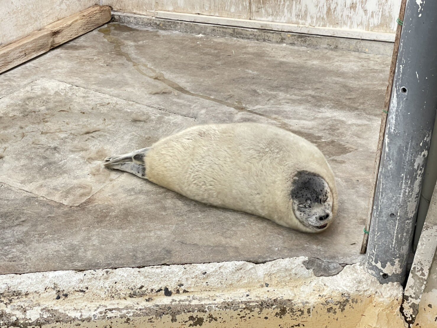 東武動物公園【公式】リュウくん on X: 