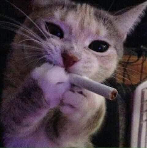 ɢ ᴏ ᴛ tweet media
