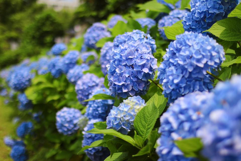 MIO_HireService's tweet photo. 紫陽花スポット巡りに当社のハイヤーは如何ですか？
当社のハイヤーは感染症対策も行っておりますので、ご安心してご利用いただけます。

#MIO 
#HireService https://t.co/LFnF4i77Dt