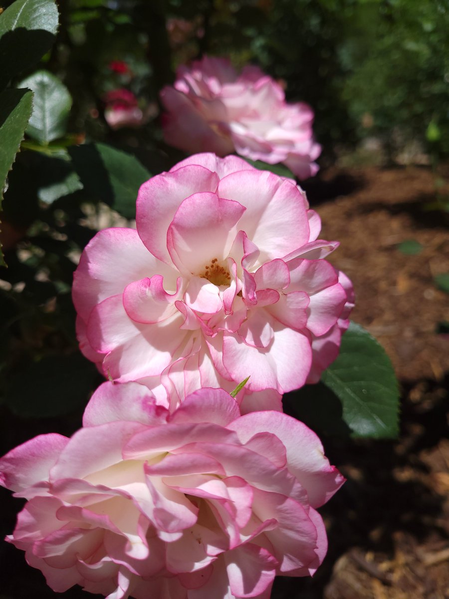 BloomedAtNight's tweet photo. #FullBloom https://t.co/03FtLmWEDQ