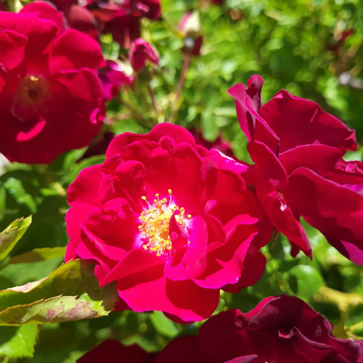 BloomedAtNight's tweet photo. #FullBloom https://t.co/03FtLmWEDQ