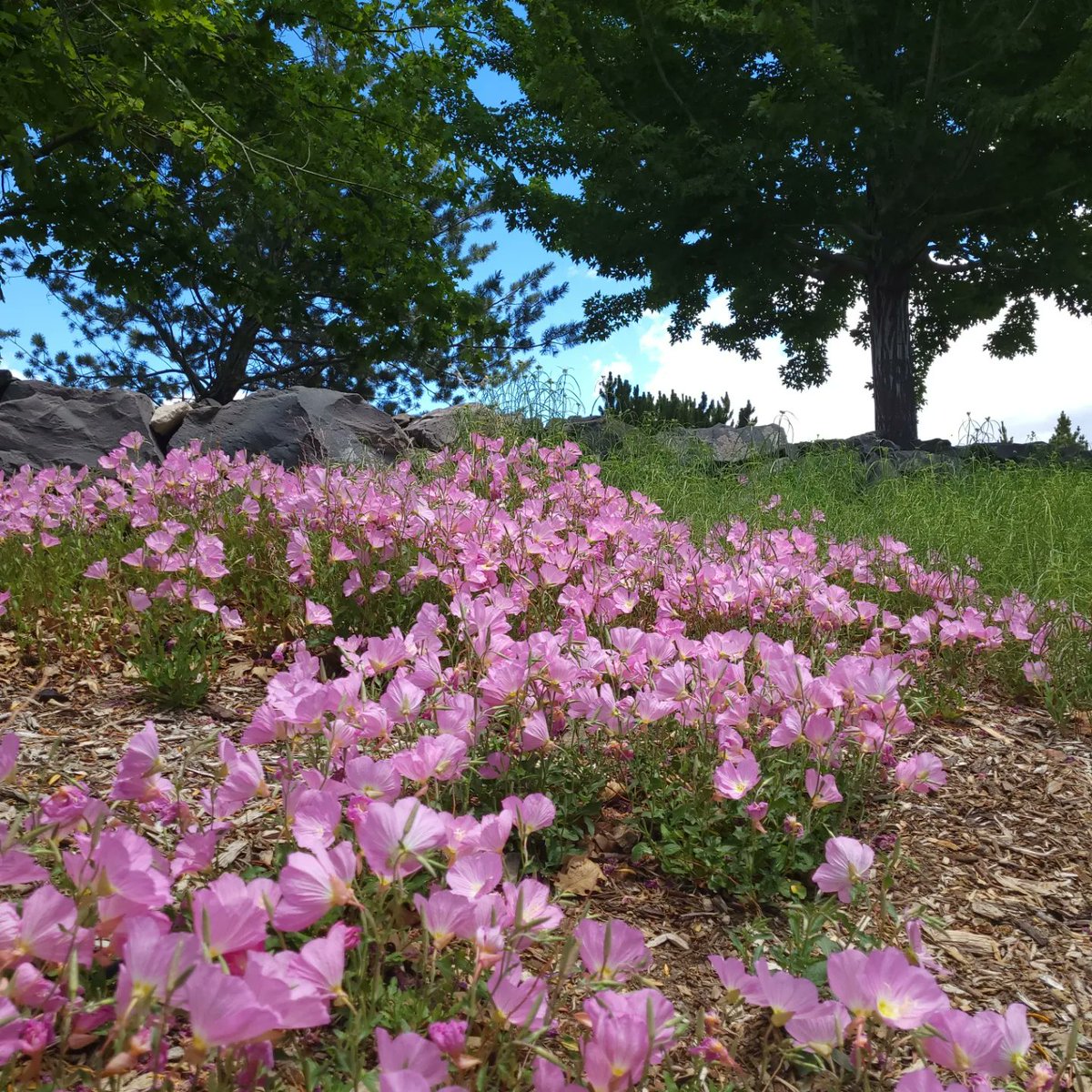 BloomedAtNight's tweet photo. #FullBloom https://t.co/03FtLmWEDQ