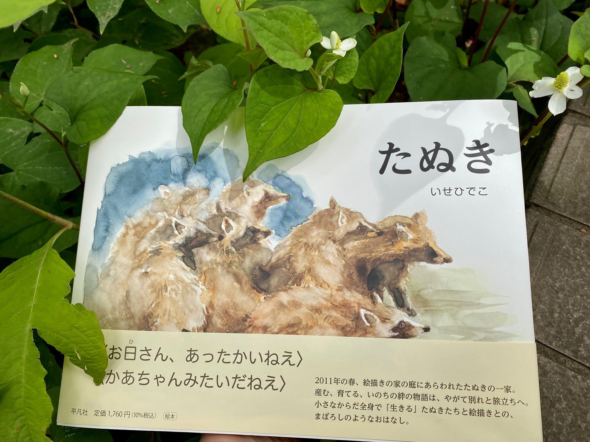 絵本美術館 コテージ 森のおうち いせひでこ 絵本原画展 生きる をみつめる 7 8 で原画を全点展示予定の たぬき 平凡社 で 描かれている ドクダミ が森のおうちの庭にも咲きました 本文中 おかあさんたぬきが ドクダミの中で振り返っ