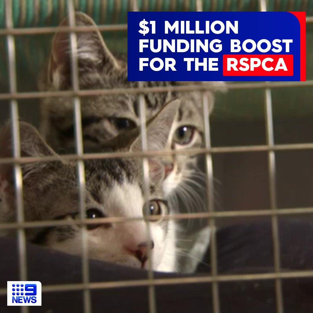 The state government is set to deliver $1 million in funding to the RSPCA to help crackdown on animal cruelty. Deputy Premier Susan Close says that the funding follows the government’s commitment towards banning puppy farms and factories across South Australia. #9News