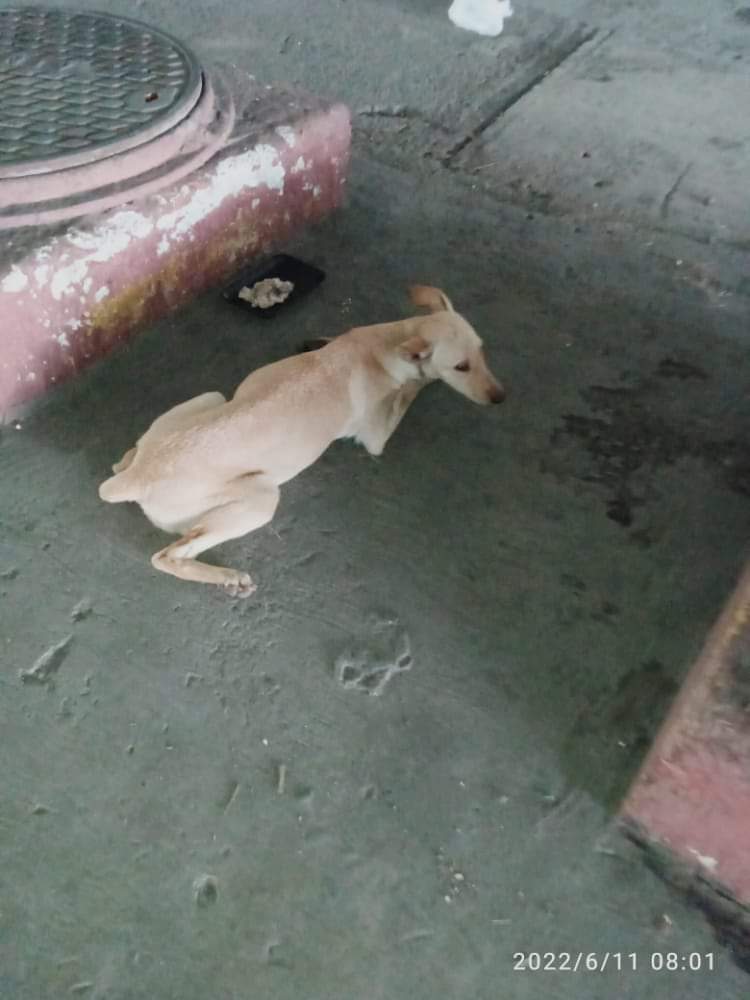 PerroUsuario's tweet photo. Se necesita rescate URGENTEEE RT @volknsoni: Atención, Casos de terceros @SomosNevado Se encuentra bajo el puente en el Hosp Periférico de Catia,,, la atropellaron, iniciaron las lluvias alli se forma una laguna y ella no camina 11/06/2022..Solo DIF https://t.co/xBgPrboDKb