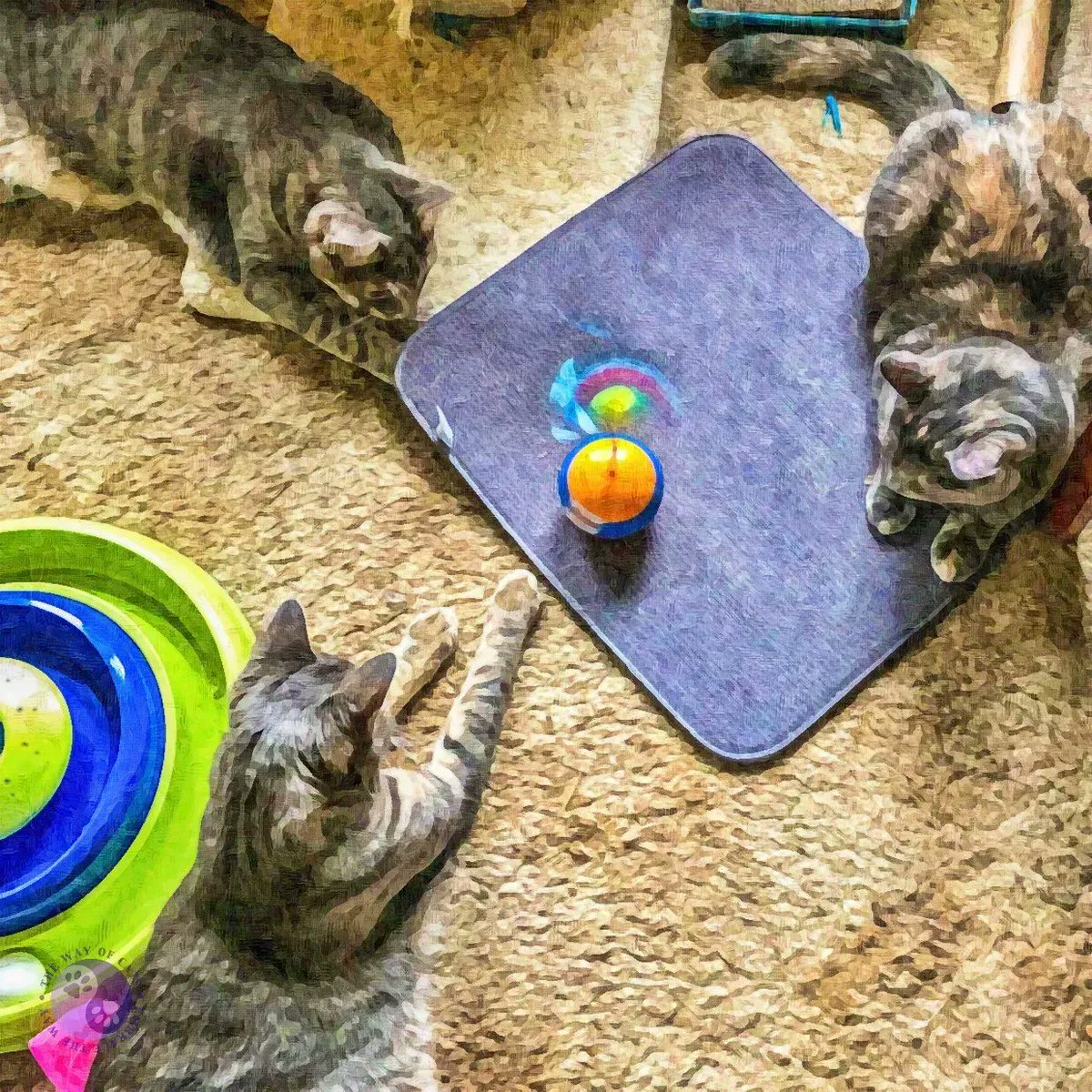 WayofCats's tweet photo. Use π§ Toys to Distract the Kitten - Amusement at the Way of Cats https://t.co/Z1nYRPJK36
Alpha #CatTypes need the right toys for both of us to feel relaxed and contented.
#CatsOfTwitter #CatAppreciators #KeepThemAmused #HelpItsAnAlpha https://t.co/uYncm04c2p