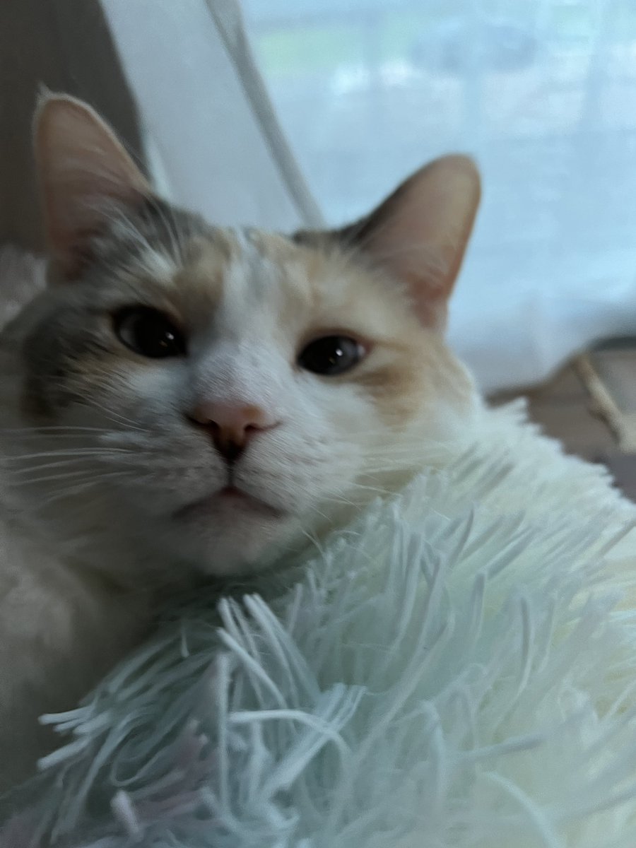 fatfatpankocat's tweet photo. Little cat face https://t.co/x5xnUmGdae