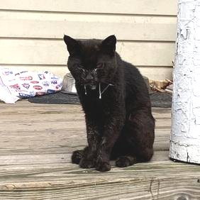 DubJH1009's tweet photo. https://t.co/lB3mhIHZwt #MustGetHelpASAP #PleaseDoSomething #SaveHisLife #DontLetHimDie #nyc #cats https://t.co/6tAJgYT7ql