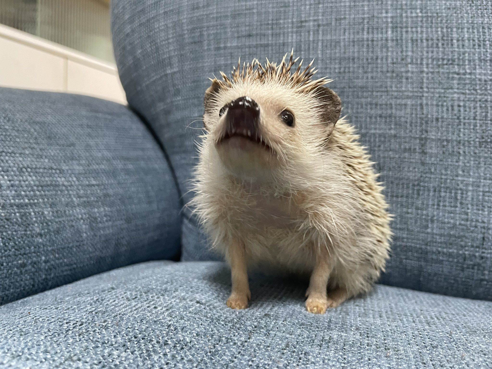 تويتر ぐみちゃん على تويتر かわいい ᴗ この後2分後に されました 今日は喉の病院 からの配信 ハリネズミ はりねずみ T Co Sggu3gaybu تويتر ぐみちゃん على تويتر かわいい ᴗ この後2分後に されました 今日は喉の病院 からの配信 ハリネズミ はりねずみ T Co Sggu3gaybu