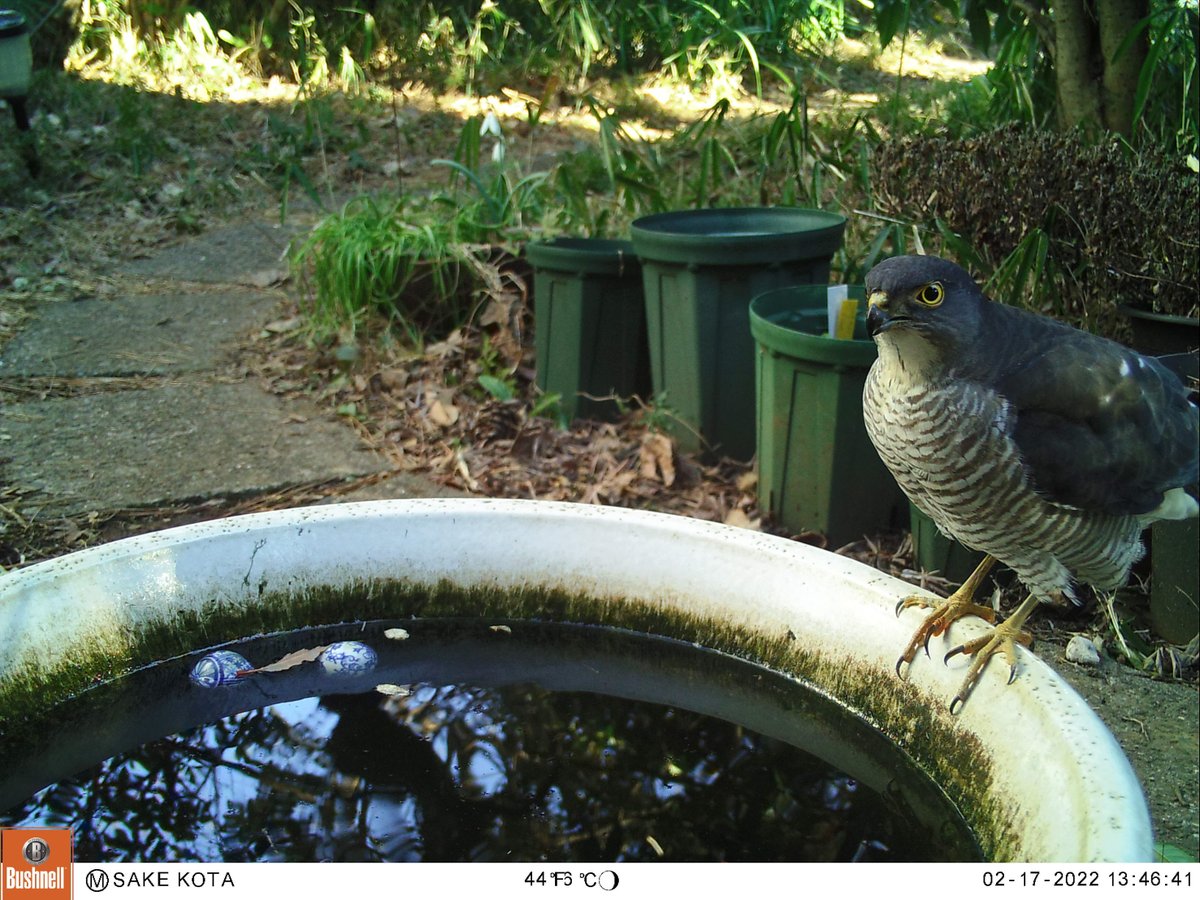 sakekota's tweet photo. 雀鷹
Japanese Sparrowhawk https://t.co/ErEowwUuqc