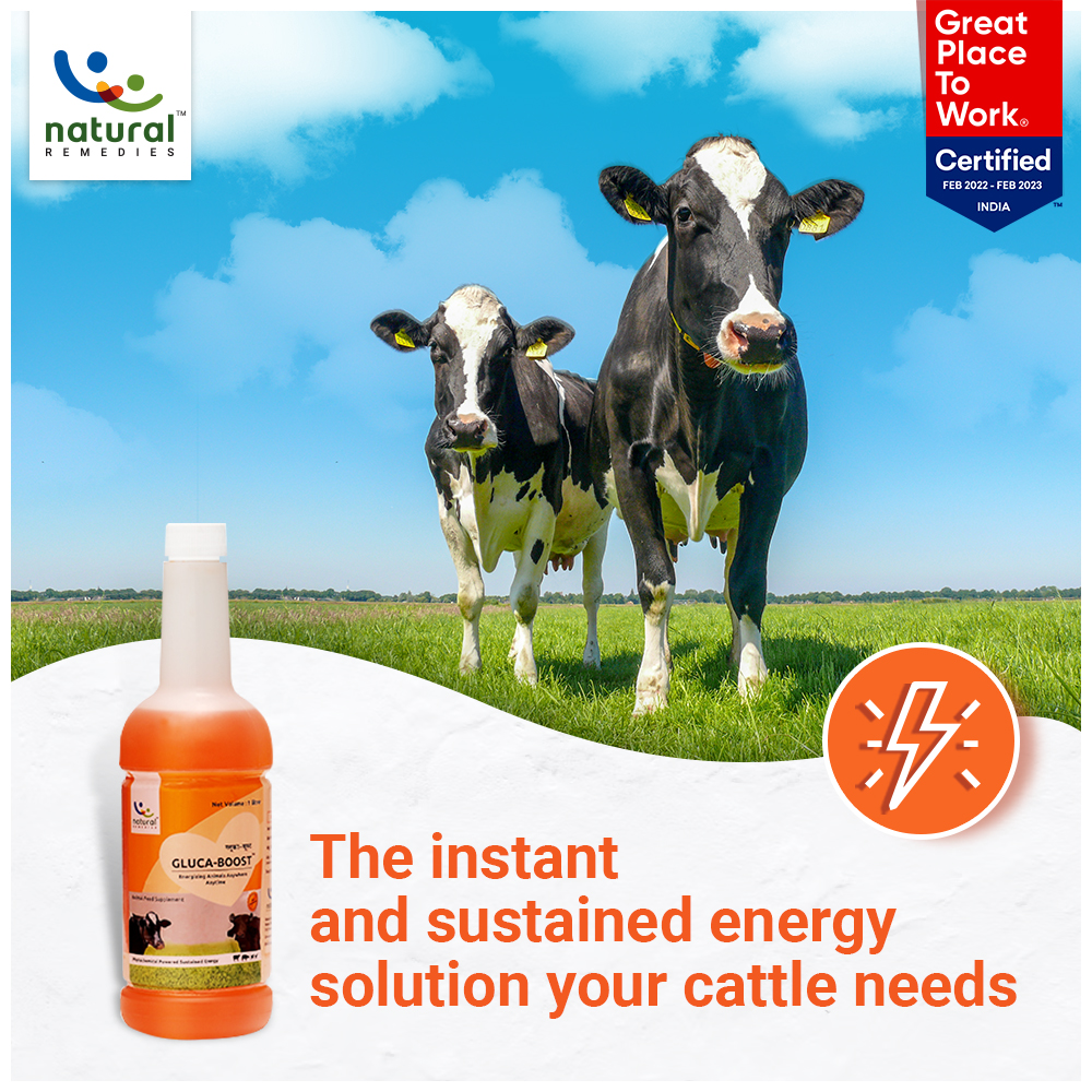 NRAHP's tweet photo. The instant energy solution that your cattle needs! Natural Remedies’ Gluca-boost provides instant and sustained energy to your animal and also helps manage the glucose levels. Try it now!
#NaturalRemedies #NaturalSolutions #EnergySolution #GlucaBoost #FeedSupplements https://t.co/WXhovRFtUW