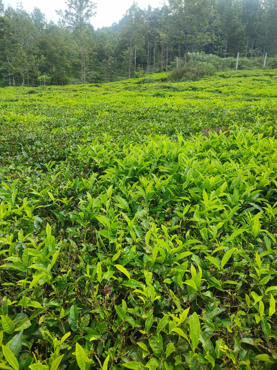 Yethai_Tea's tweet photo. Sitting in Tea garden is like sitting at home 

https://t.co/2s2jXTfhJ4 https://t.co/OGi6gw7W1E