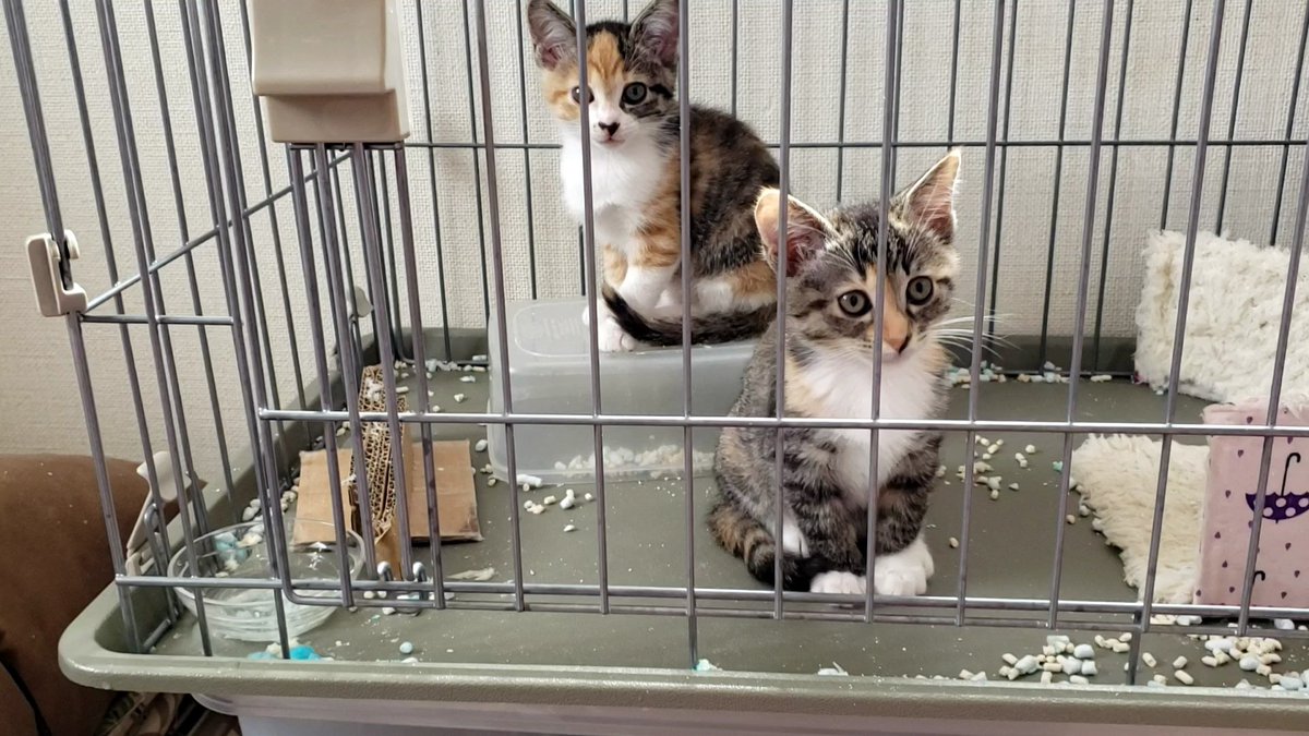 hogoneko4cats's tweet photo. 今日も2人きちんととてもお行儀よく出迎えてくれました🥰
#猫   #子猫 #猫がいる生活  #猫好きさんと繋がりたい  #猫がいる幸せ https://t.co/3gFB2fo1pX