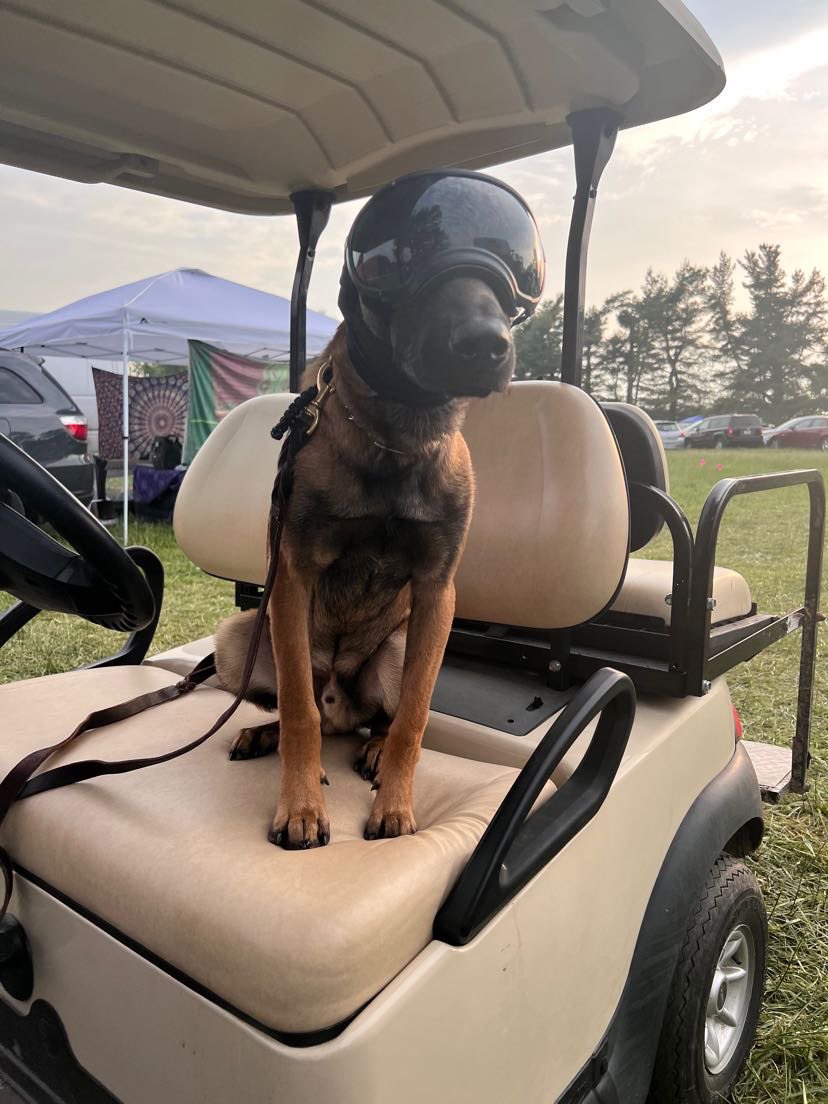 zakprobstt's tweet photo. @Jauzofficial I work festivals and my dog rolls with me when it’s fair to him depending on my work, and I always bring my camper to put him somewhere cool. He’s wearing the same hearing and eye protection my working dogs at my unit wore in the military. There’s proper ways to have dogs there. https://t.co/hXcpAqRZRd