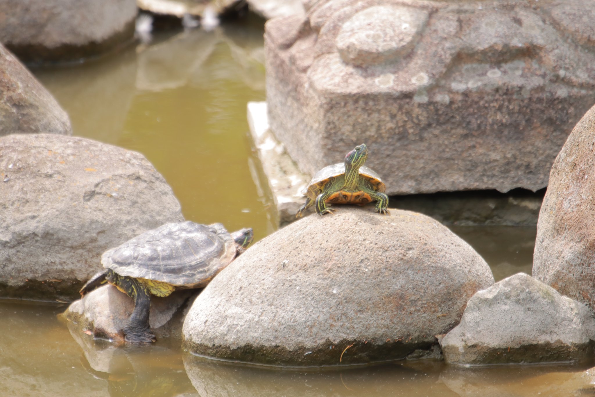 燕雀文六 台頭 亀 カメ ミドリガメ ミシシッピアカミミガメ 生き物 写真 水辺 T Co Heaqojkfyr Twitter