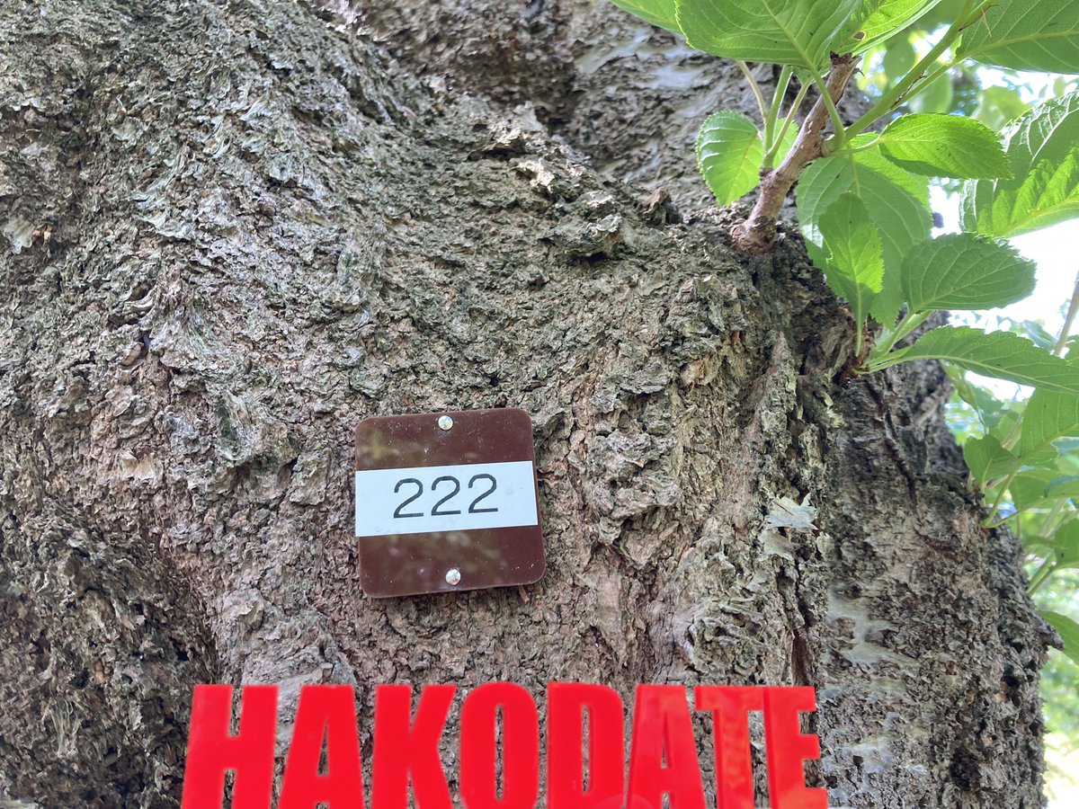 ベンジャミン加藤 tweet media