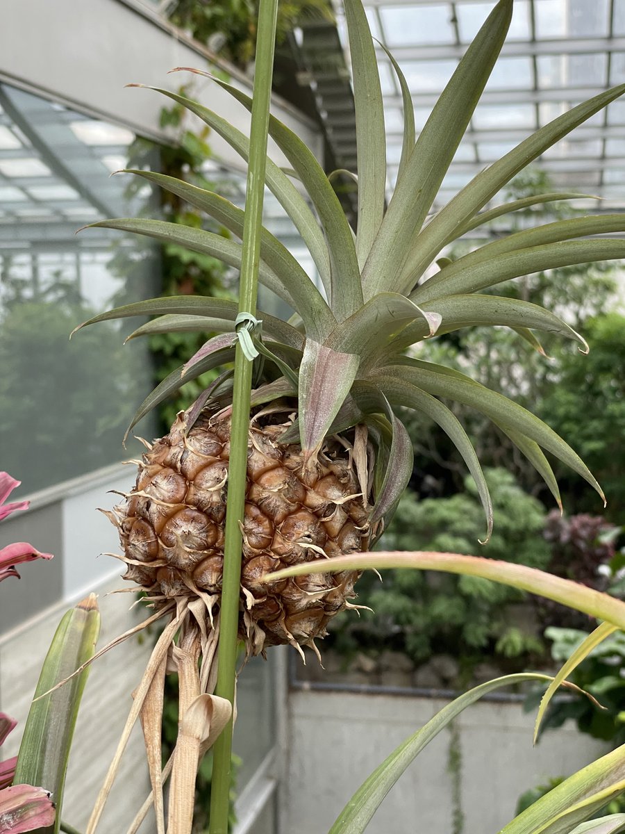 LeveColle's tweet photo. 週末は子どもと板橋区立 熱帯環境植物園へ。水族館も併設していて休日小中学生無料日もあるので穴場です😉 https://t.co/nGoUTr7KUg